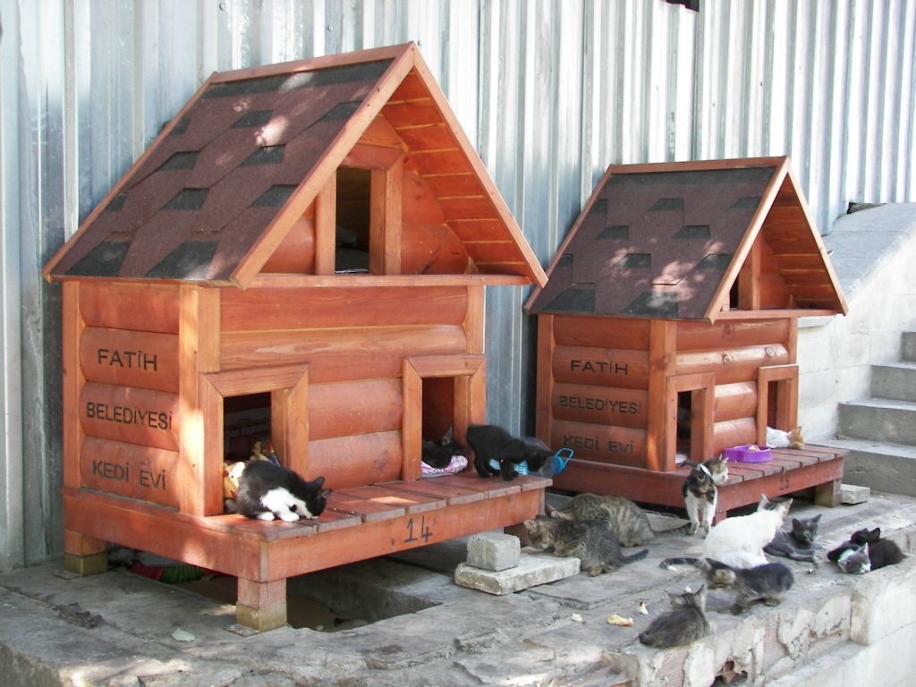Gatos en Turquía