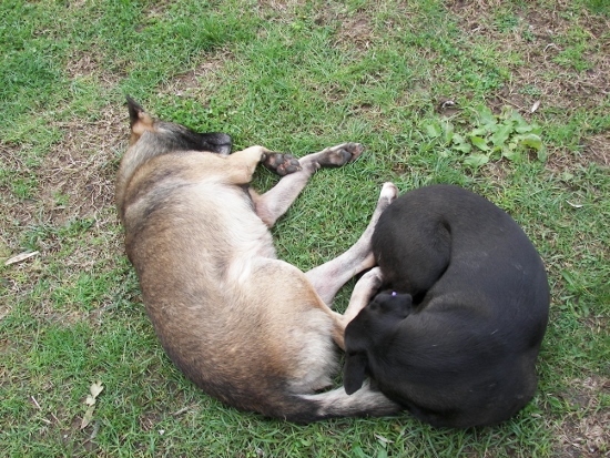 Perros callejeros Estambul
