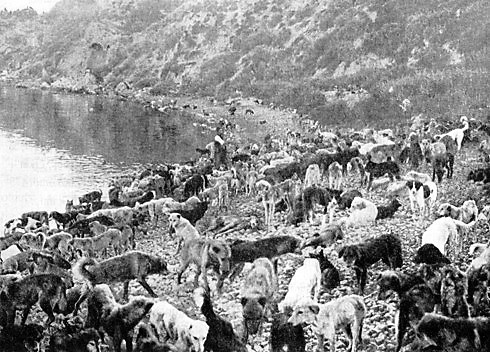 perros abandonados Estambul