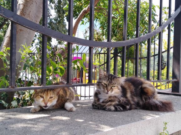 Gatos en Estambul