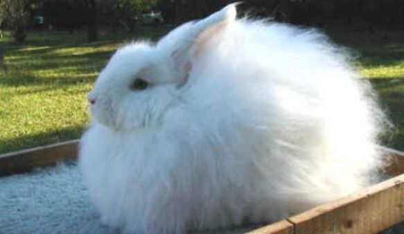 Conejo de Angora