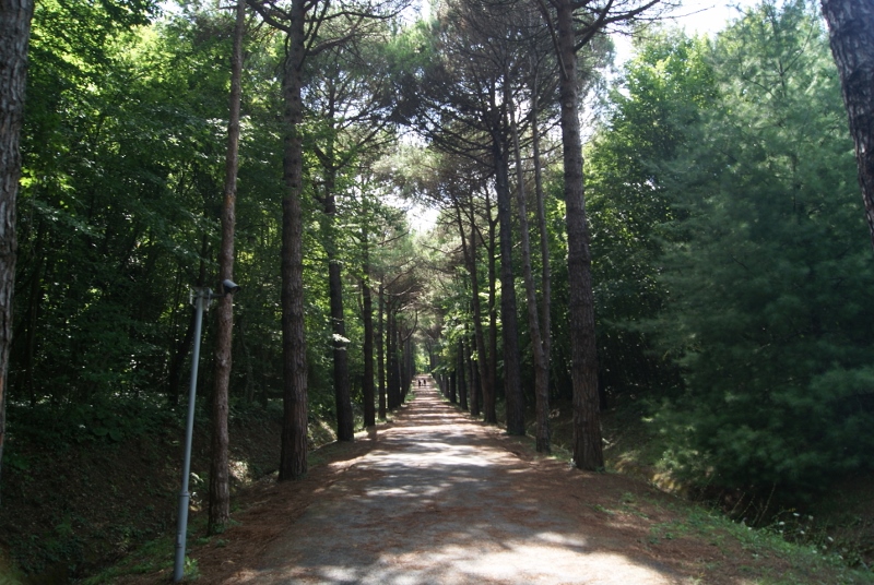 Bosque Atatürk Arboretum