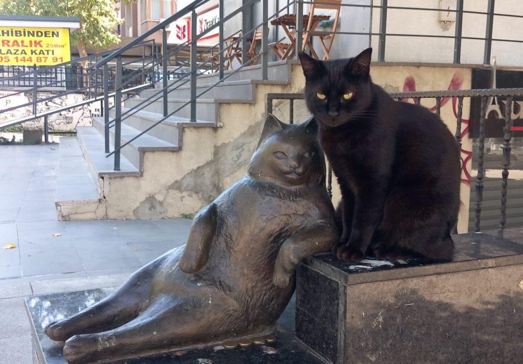 La gata más famosa de Turquía