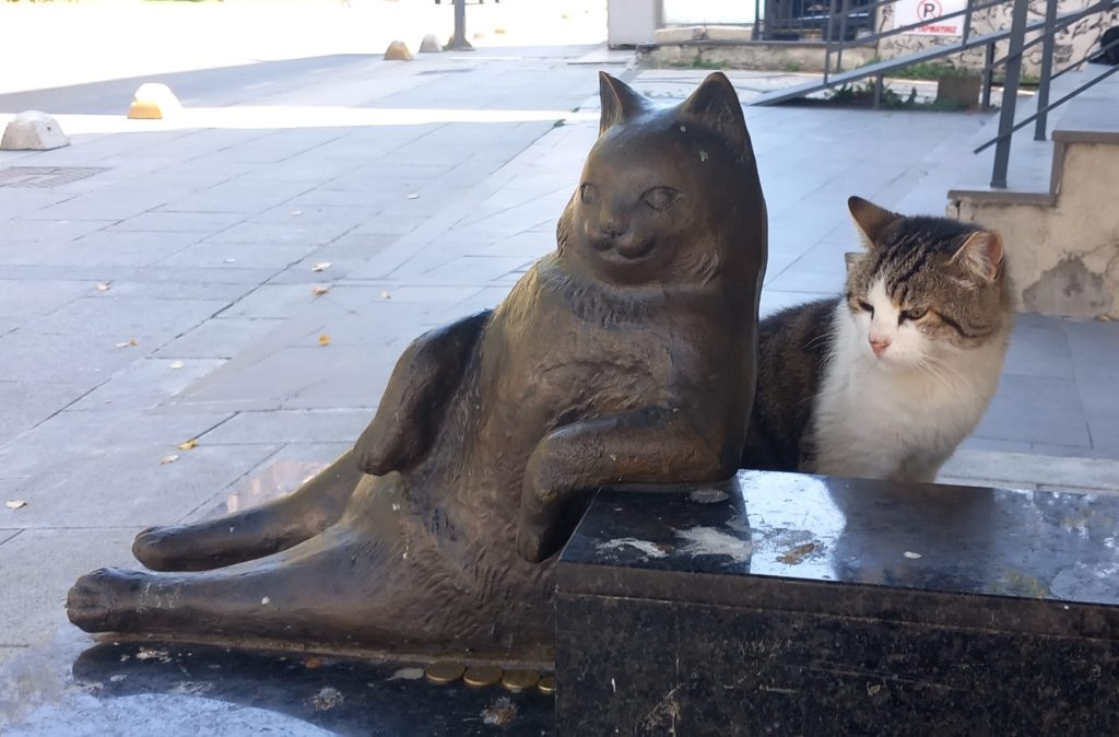 cats of istanbul
